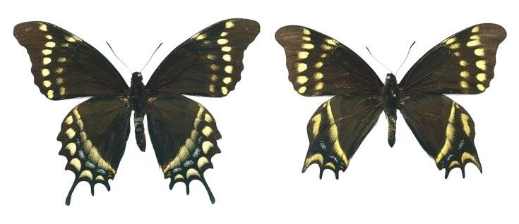 Papilio warscewiczi mercedes (collection, normal and aberrant) (Internet Image property of respective owner, non-commercial use only)